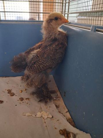 2 raszuivere braghmakriel kuikens, 1 haan en 1 hen.  beschikbaar voor biedingen