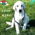 chiots Labrador (Blond) mâles à vendre, Animaux & Accessoires, 15 semaines à 1 an, Chien (mâle), Hépatite contagieuse (maladie de Rubarth)