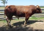 Dekstier Maine Anjou, Dieren en Toebehoren, Runderen, Mannelijk