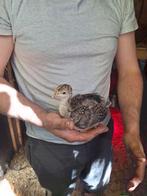 Amerikaanse bronskalkoen, Dieren en Toebehoren
