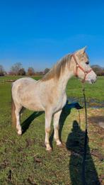 Lieve 9 jarige ruin, als weidemaatje, gezelschapspaardje, Dieren en Toebehoren, Pony's, Ruin, Onbeleerd