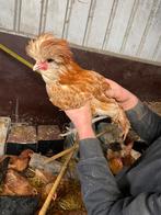 Haantjes, Animaux & Accessoires, Volatiles, Mâle, Poule ou poulet