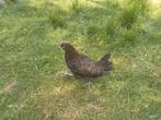 Marans jonge hennen