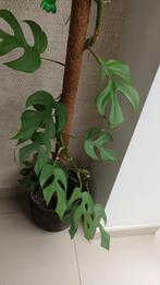 Monstera klimplant, Huis en Inrichting, Kamerplanten, Overige soorten, 150 tot 200 cm, Ophalen of Verzenden, Halfschaduw