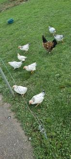 Jonge kippen, Dieren en Toebehoren, Kip