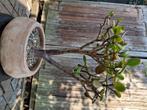 Crassula ovata, Ophalen, Vetplant, In pot