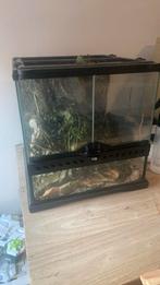 Terrarium met wandelende takken, Dieren en Toebehoren, Ophalen, Zo goed als nieuw