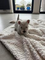 West highland terrier /white/westy/wit/cesar/pups, Dieren en Toebehoren, België, Fokker | Hobbymatig, Overige rassen, CDV (hondenziekte)