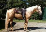 Quarter Horse: bruine ruin 2022, Animaux & Accessoires, Chevaux, Ne s'applique pas, Cheval western, Hongre