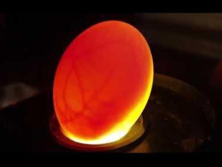 Reisduiven Postduiven jonge duiven, Dieren en Toebehoren, Vogels | Duiven, Postduif