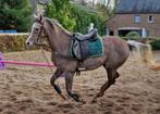 Prachtige Arabische volbloed ruin, 2,5 jaar, grote maat, Dieren en Toebehoren, Paarden, Minder dan 160 cm, Gechipt, Ruin, Niet van toepassing