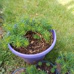 Wolfsmelk / euphorbia, Tuin en Terras, Planten | Tuinplanten, Ophalen