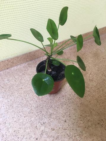 pannenkoekenplantjes 1euro/stuk beschikbaar voor biedingen