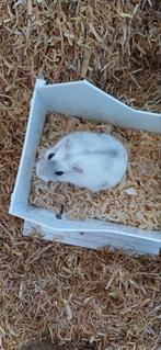 Hamstertje, Dieren en Toebehoren, Knaagdieren, Hamster