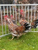 Poulet Leghorn, Animaux & Accessoires, Volatiles, Poule ou poulet