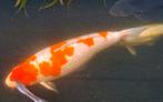 Koi japanse, Dieren en Toebehoren, Vissen | Vijvervissen