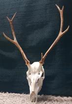 Mooi herten gewei met schedel, Enlèvement, Comme neuf, Crâne