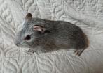 Jong cavia mannetje, Dieren en Toebehoren, Knaagdieren, Cavia, Augustus, Mannelijk, Tam