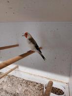 Grote Distelvinken 2025, Dieren en Toebehoren