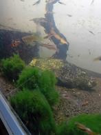 AQUARIUM, Dieren en Toebehoren, Ophalen