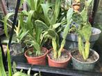 Vijgencactus, Huis en Inrichting, Kamerplanten, Cactus, Ophalen