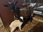 Dwerggeitje met zoontje, Meerdere dieren, Geit, 0 tot 2 jaar