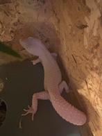 Luipaardgekko, Dieren en Toebehoren, Reptielen en Amfibieën