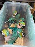 Ara papegaaien baby's blauwkeel en blauwgele, Dieren en Toebehoren, Meerdere dieren, Papegaai, Pratend