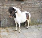 Mooie AMHA Pintaloosa merrie 3.5 jr  31,5inch vol. Amerikaan, Dieren en Toebehoren, Pony's, Gechipt, Merrie, L, 3 tot 6 jaar