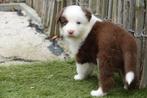 Australische herder pups (Australian shepherd - Aussie), Dieren en Toebehoren, Honden | Herdershonden en Veedrijvers, België, CDV (hondenziekte)