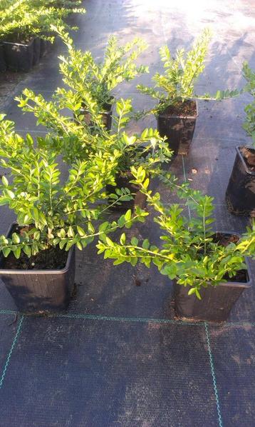 lonicera nitida 'Maigrün'': Bodembedekker beschikbaar voor biedingen