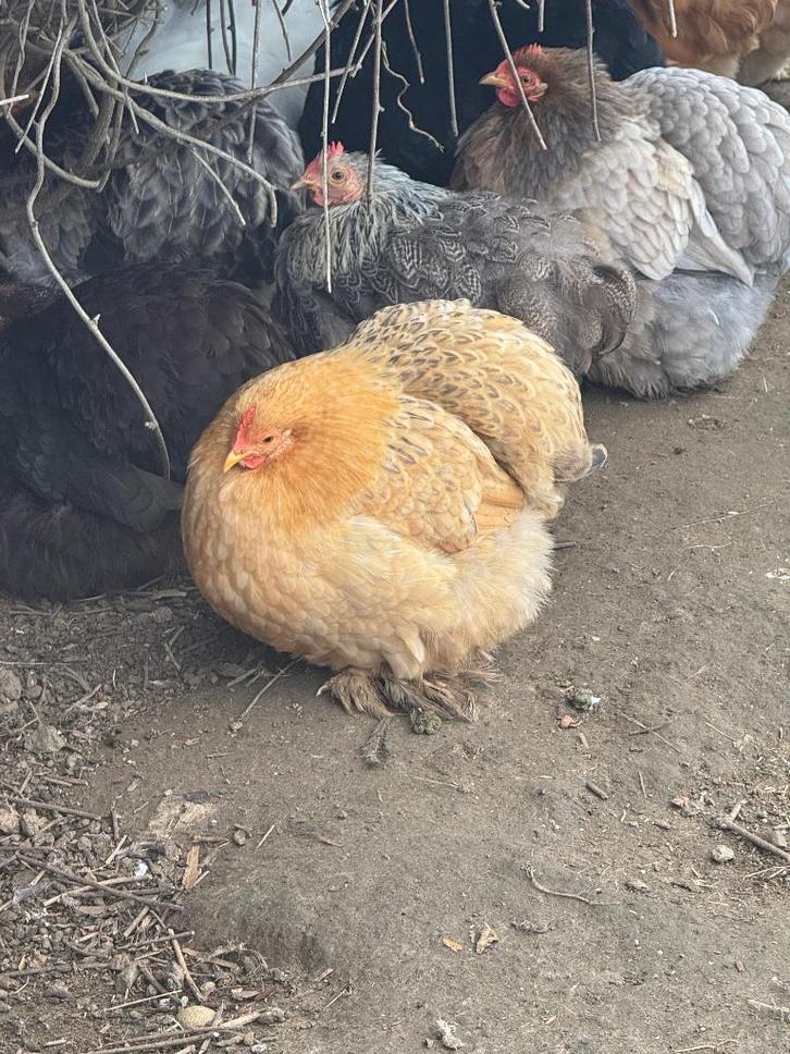 Poules Pékin, Animaux & Accessoires, Volatiles, Poule ou poulet, Femelle