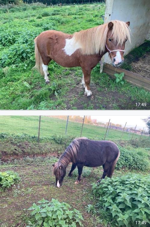 Brave miniatuur pony´s te koop., Dieren en Toebehoren, Pony's, Ruin, Niet van toepassing, Tuigpony, 3 tot 6 jaar, Gechipt, Ontwormd