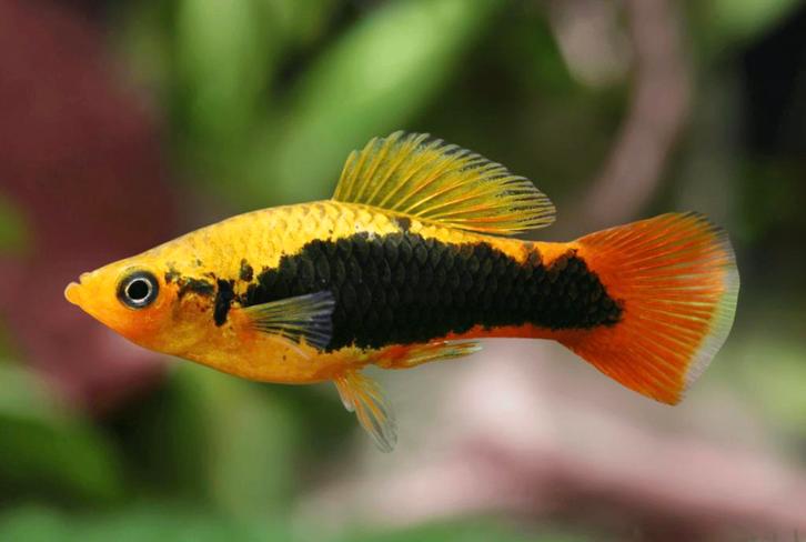 Hawaii Platy, Dieren en Toebehoren, Vissen | Aquariumvissen, Zoetwatervis, Vis, Schoolvis
