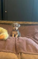 Jack russel pups, Jack Russel Terrier, Plusieurs, Belgique, 8 à 15 semaines