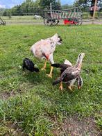 “Te koop: Shamo kip en 4 kuikens, Dieren en Toebehoren, Pluimvee, Kip