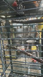 Tamme Koppel halsbandparkieten te koop, Dieren en Toebehoren, Vogels | Parkieten en Papegaaien