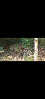 Gratis brandhout, Dieren en Toebehoren, Pluimvee