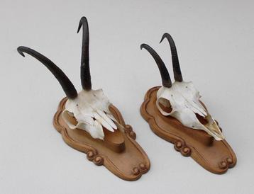 2 x GEMS hoorns / gewei op fraai bewerkt schild (GEWEI) beschikbaar voor biedingen