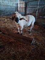 Sheepbuck 3 ans, Animaux & Accessoires