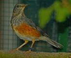 Grijskaplijsters, Meerdere dieren, Wildzangvogel, Geringd
