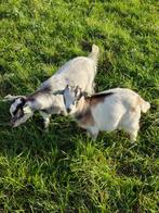 2 gecastreerde dwerggeit bokjes, Dieren en Toebehoren, Schapen, Geiten en Varkens, Mannelijk, Geit, 0 tot 2 jaar