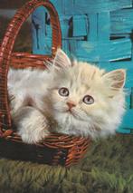 KAT    7, Verzamelen, Postkaarten | Dieren, Verzenden, 1980 tot heden, Gelopen, Hond of Kat