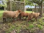 Ardense voskop ram, Dieren en Toebehoren, Mannelijk, Schaap, 0 tot 2 jaar