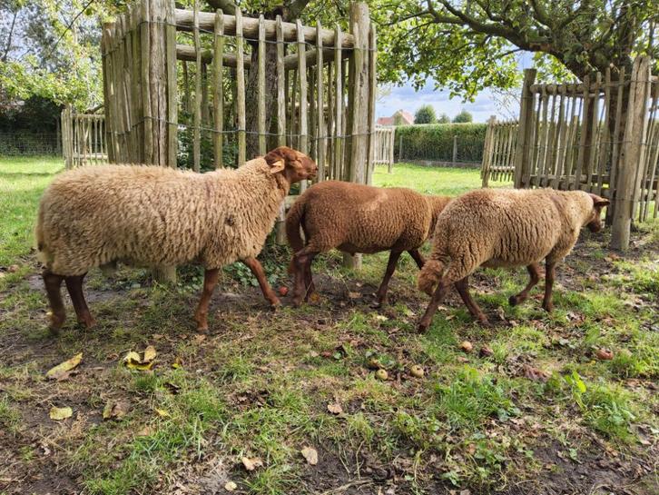 Ardense voskop ram, Dieren en Toebehoren, Schapen, Geiten en Varkens, Schaap, Mannelijk, 0 tot 2 jaar