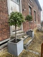 2 plantenbakken met boompje, Tuin en Terras, Bloembakken en Plantenbakken, Ophalen, Kunststof, Vierkant, Tuin