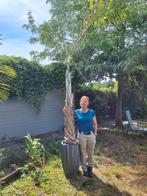 Grote palm (traaggroeiend 30j oud), Tuin en Terras, Planten | Bomen, Ophalen