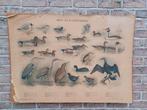 Antieke wandkaart riet en watervogels, Ophalen