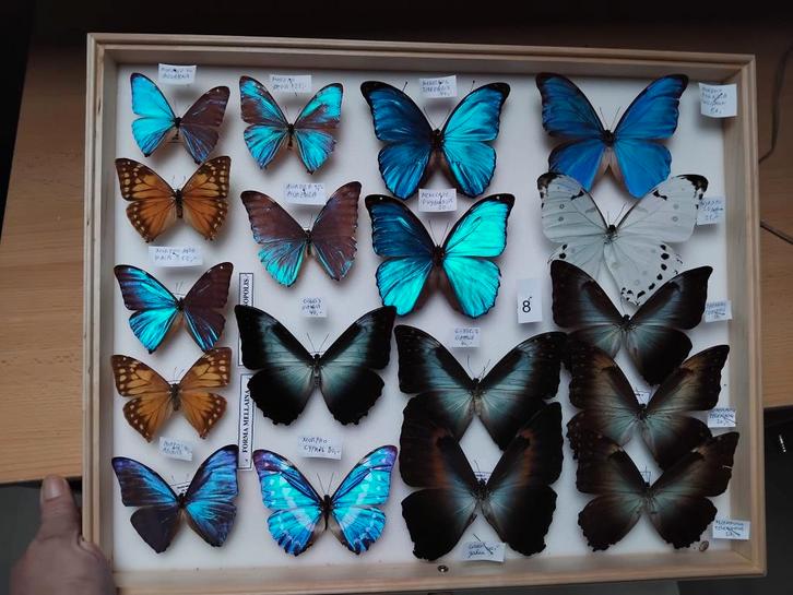 vlinders collectie - de laatsten..., Collections, Collections Animaux, Neuf, Animal empaillé, Insecte, Enlèvement