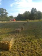 hooi, Dieren en Toebehoren, Ophalen, Overige soorten